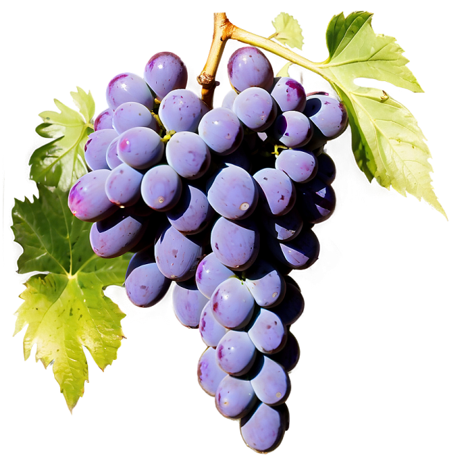 a bunch of grapes on a white background