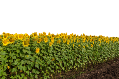 a field of sunflowers