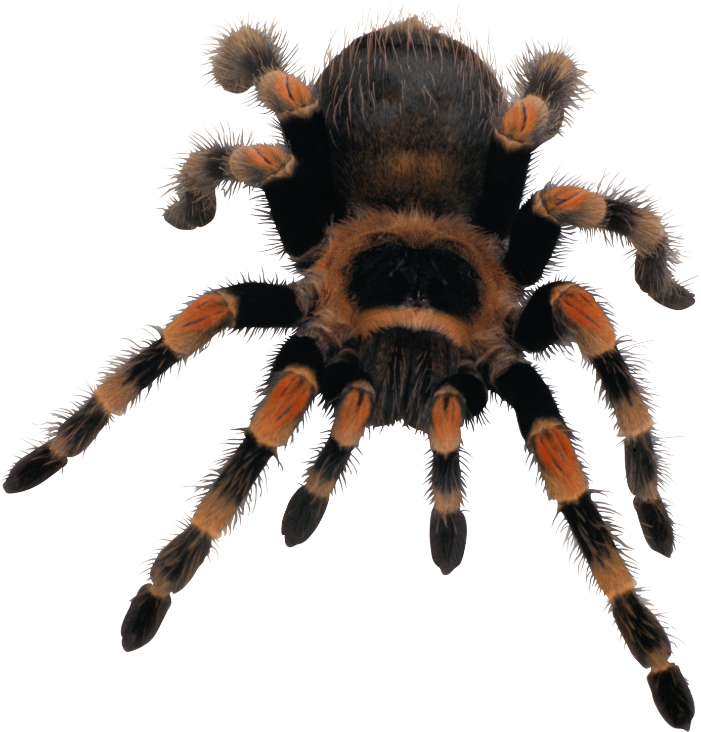 a tara spider on a white background