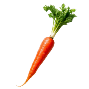 a carrot on a white background