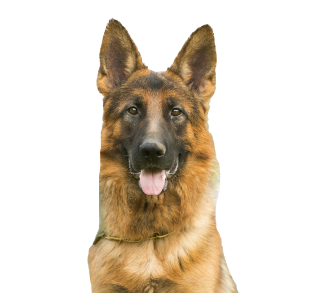a brown and black dog