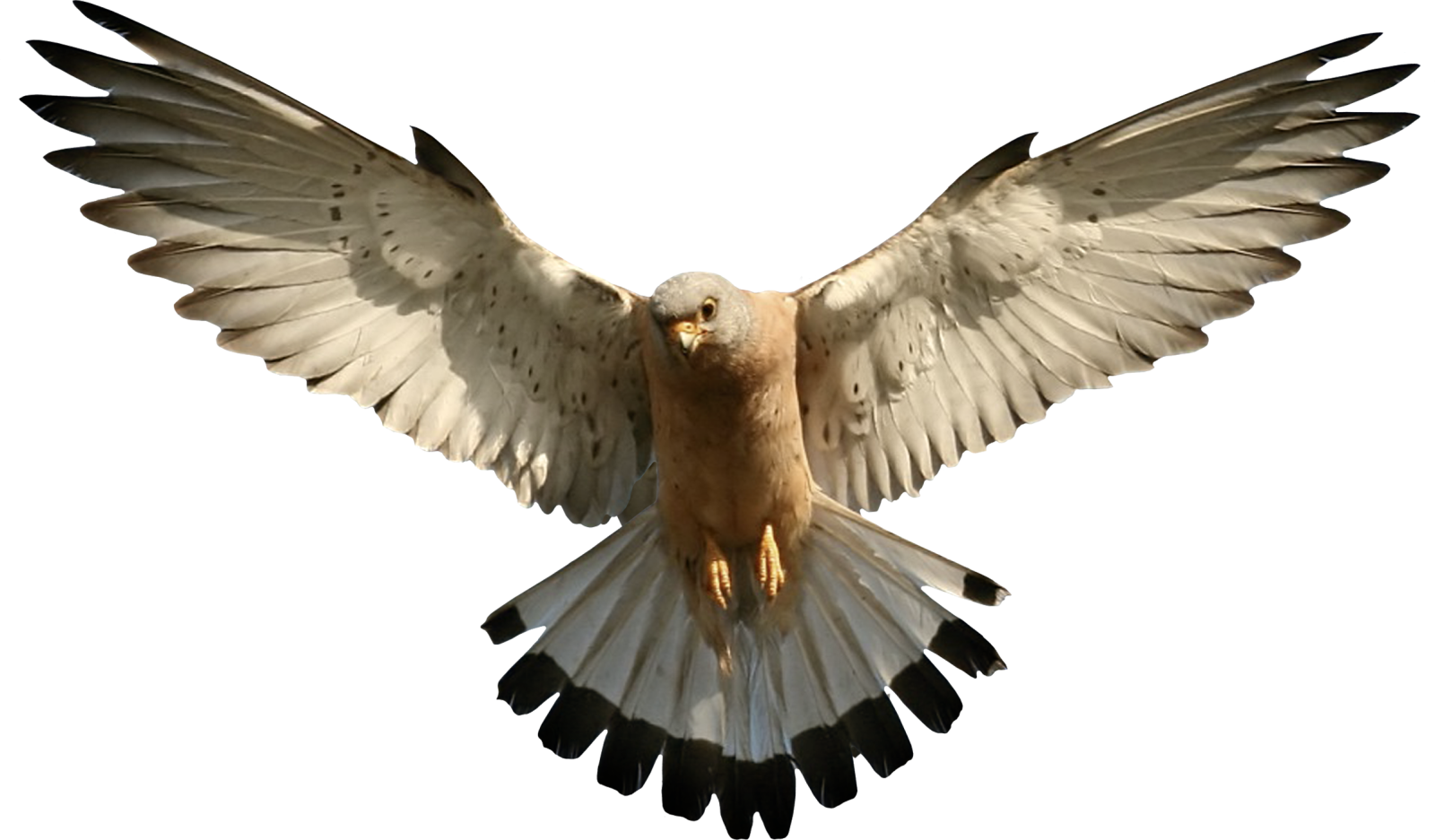 an image of a bird with its wings spread