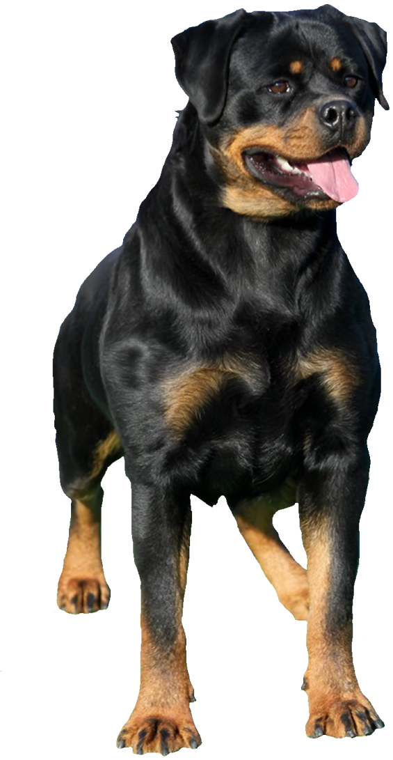 a black and brown dog with its tongue out