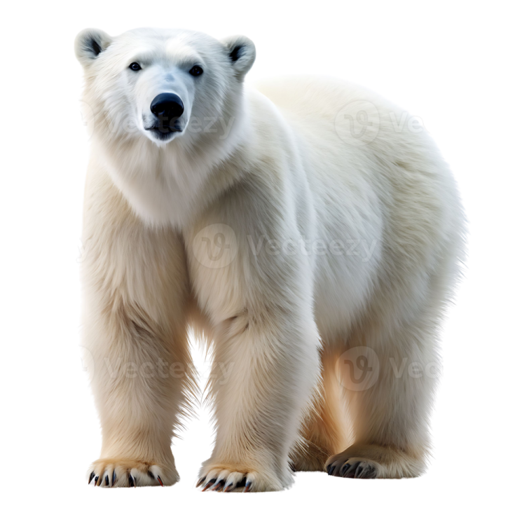 a polar bear standing up against a white background