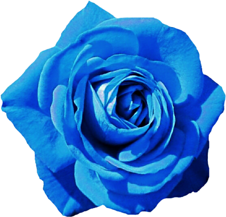 a blue rose on a white background