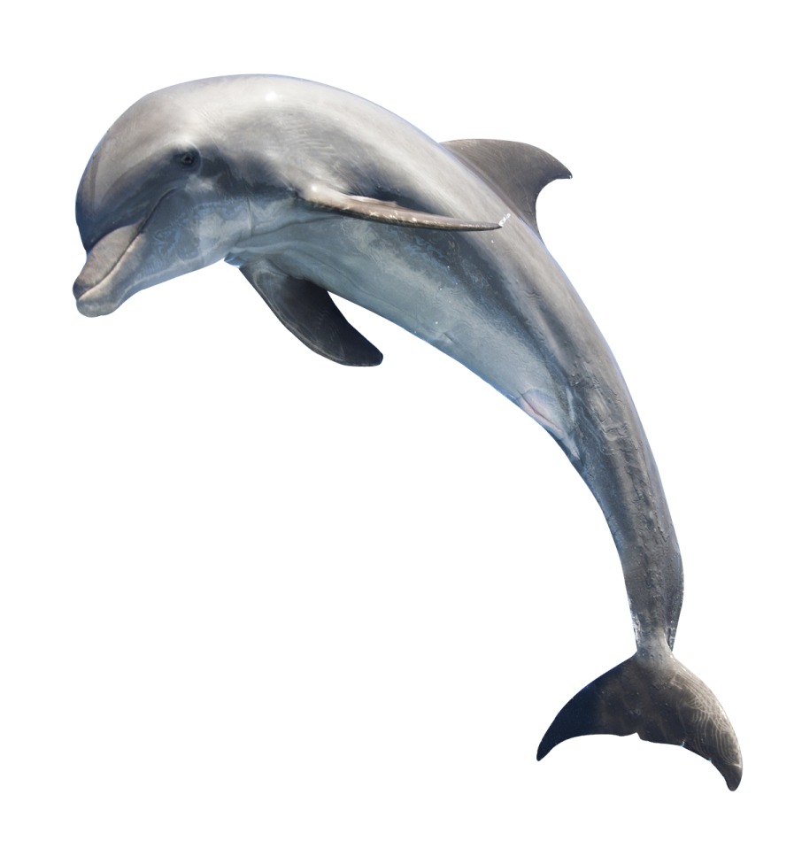 a dolphin jumping in the air on a white background