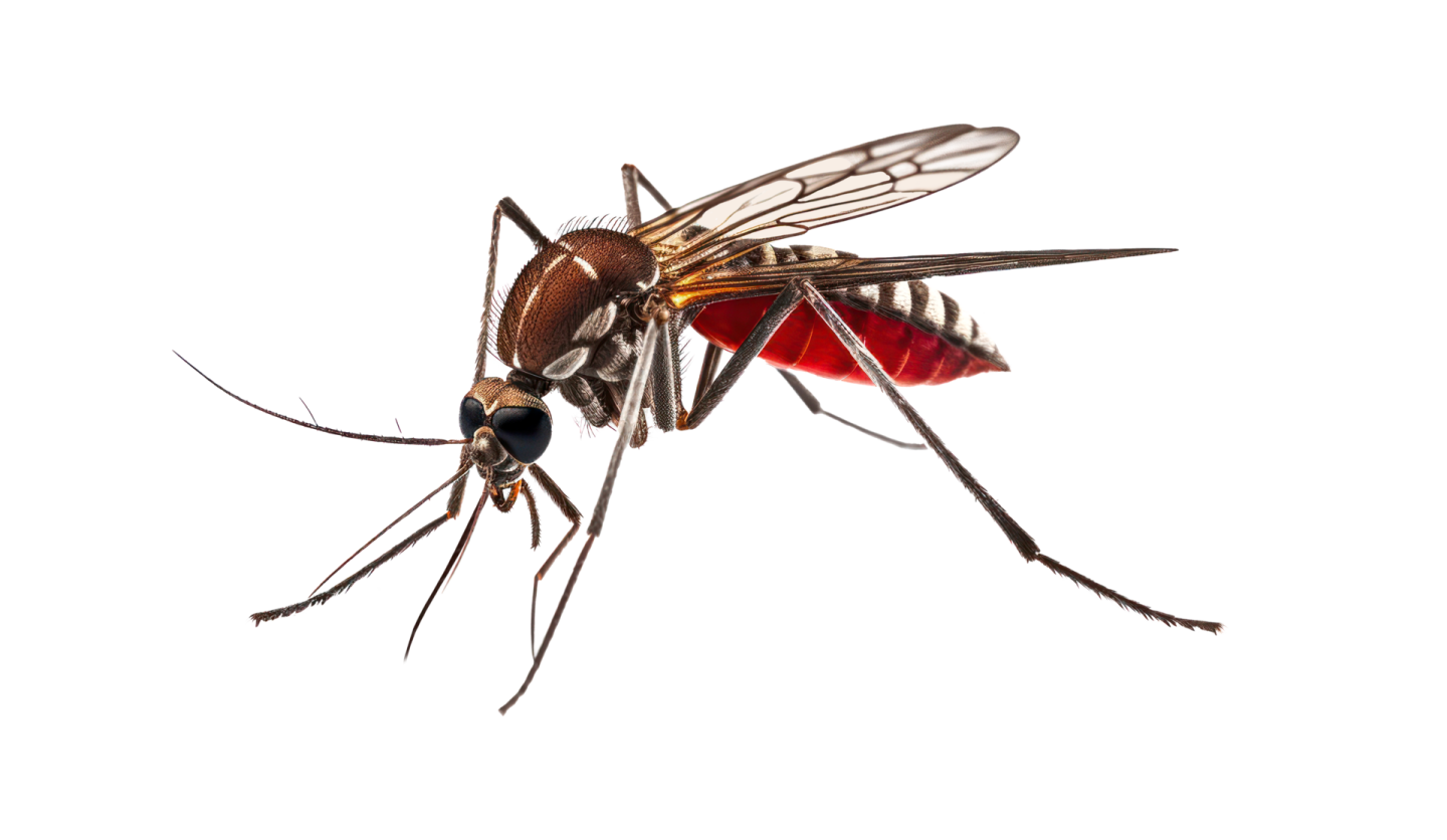 a mosquito on a white background