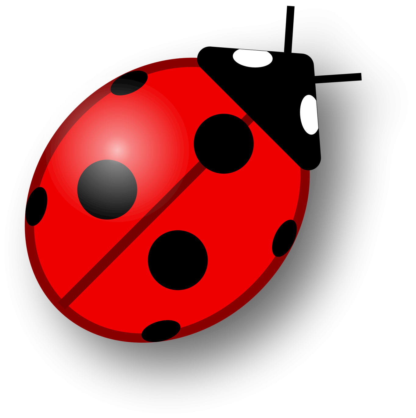 a lady bug on a white background