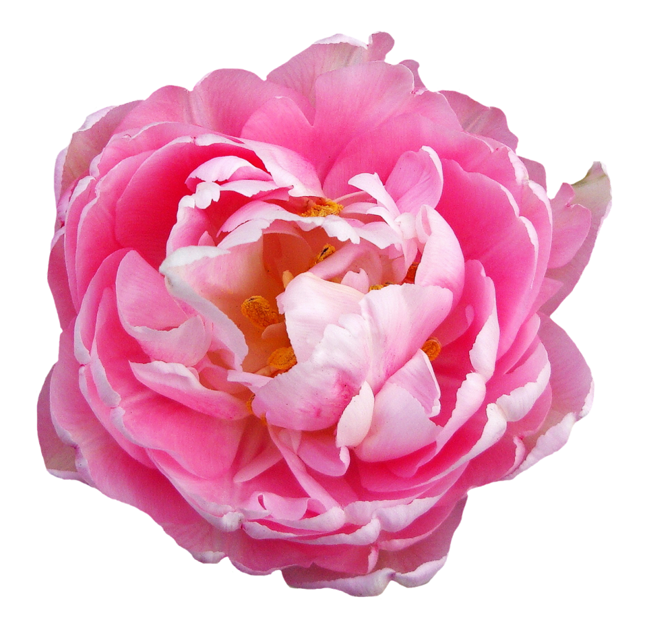 a pink flower on a white background