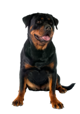 a black and brown dog sitting on a white background