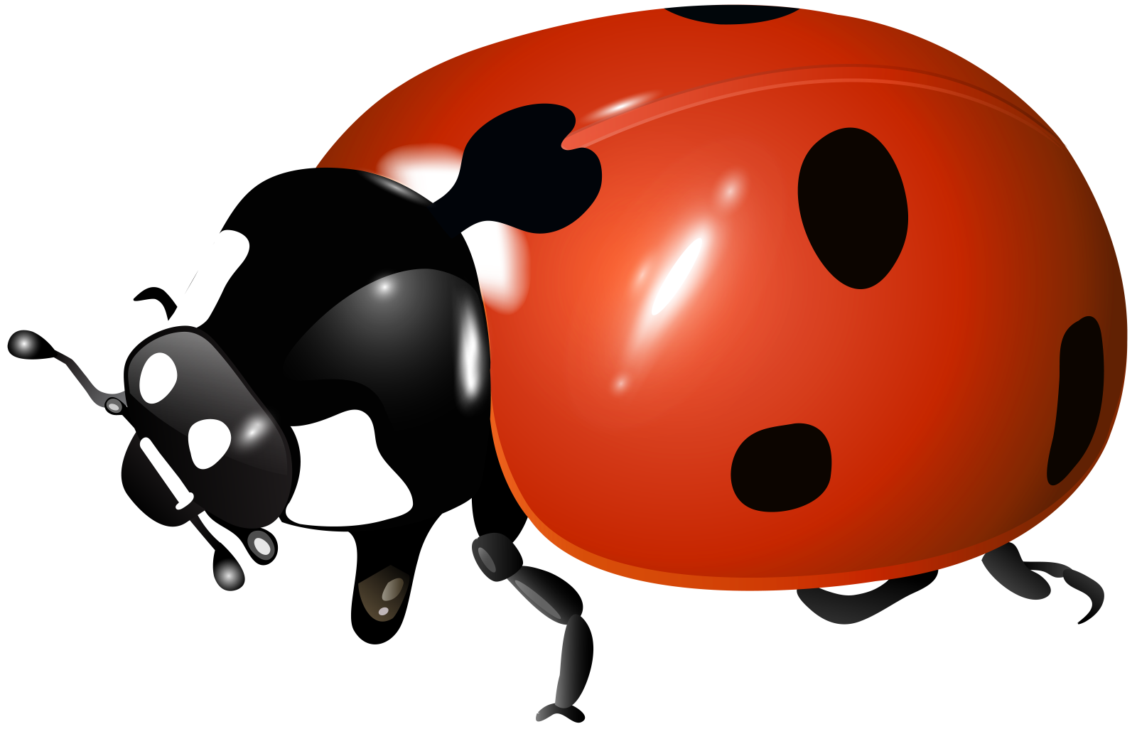 a ladybug on a white background