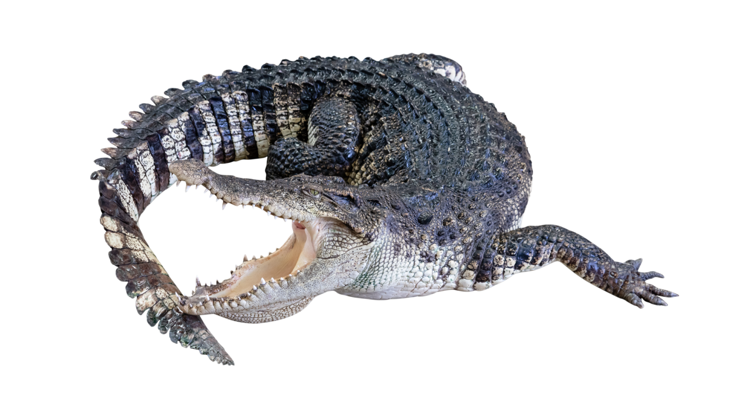 a crocodile with its mouth open in the air