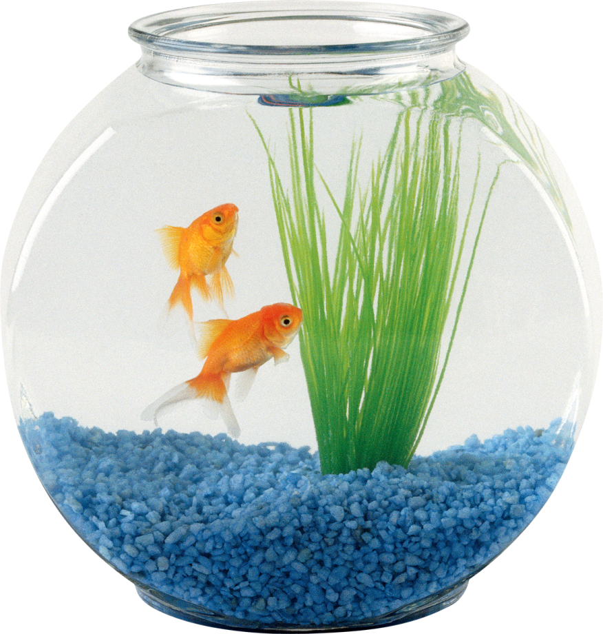 goldfish in a fish bowl