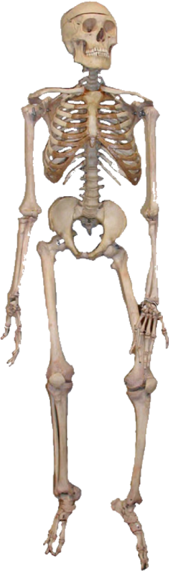 a skeleton is shown in this image