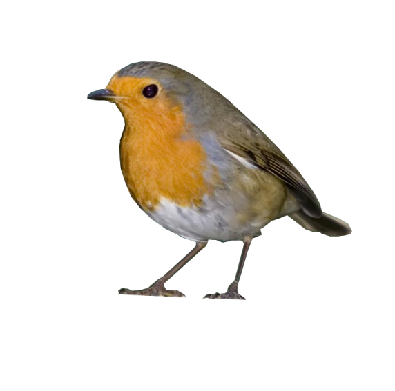 a bird standing on top of a white surface