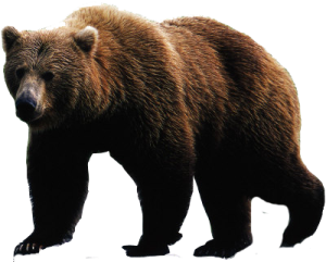 a brown bear walking across a snow covered ground