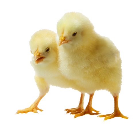 a baby chicken standing next to an adult chicken