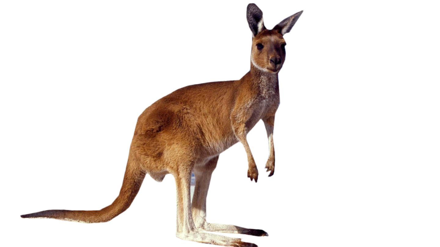 a kangaroo standing on its hinds