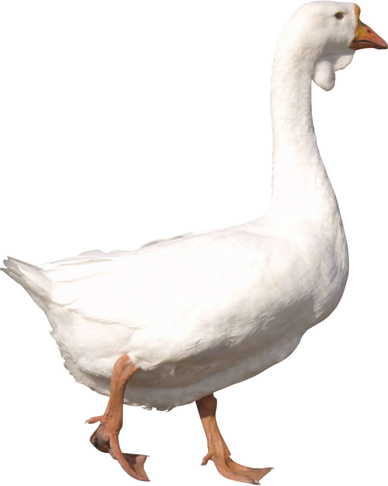 a white duck