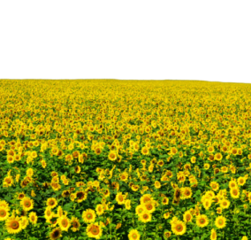 a field of sunflowers