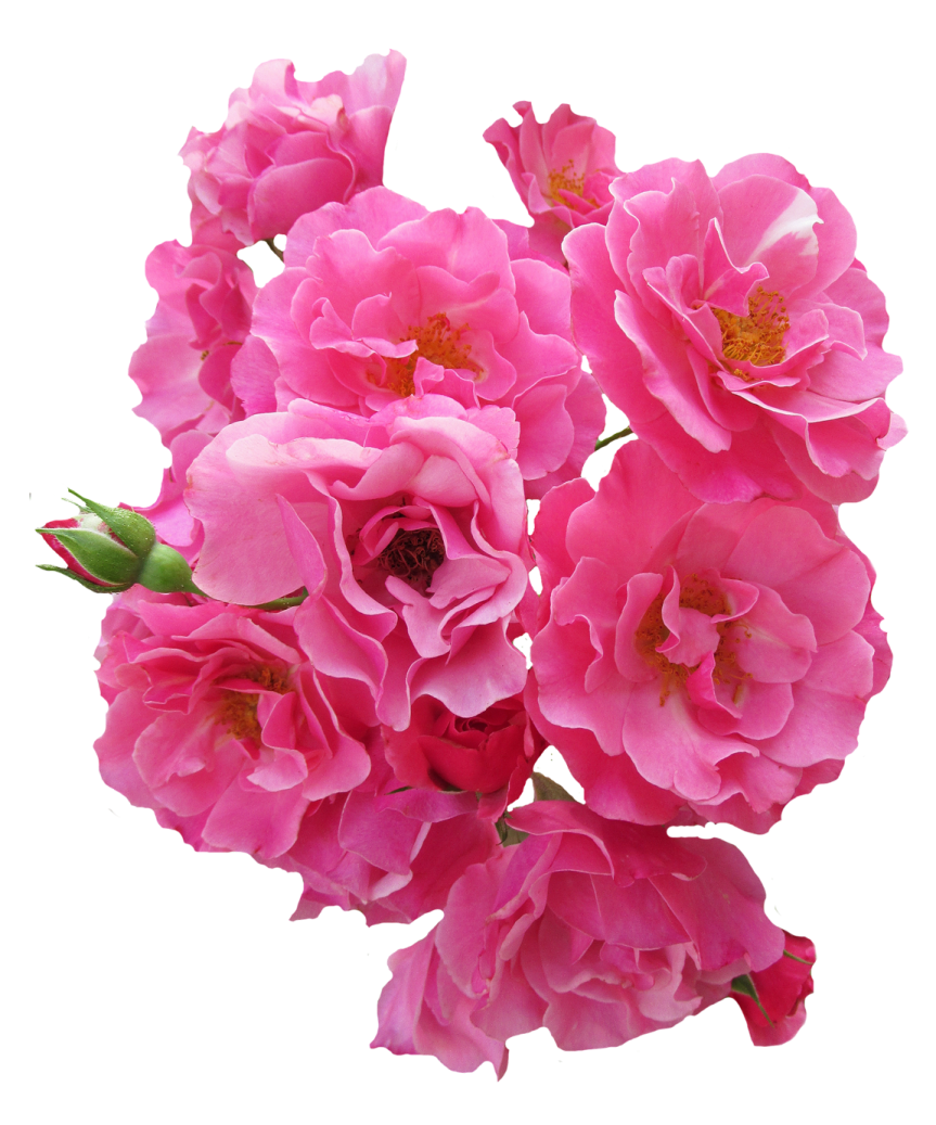 pink flowers on a white background