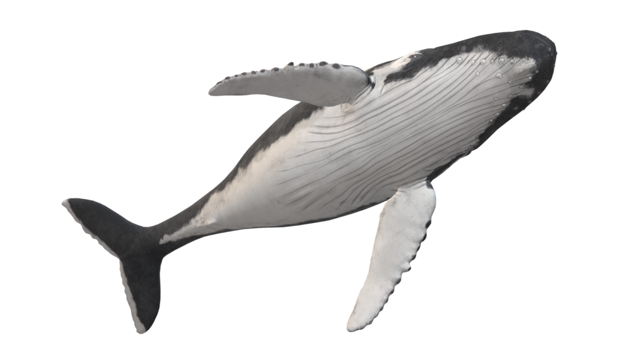 a 3d rendering of a whale