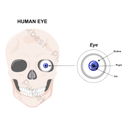 a diagram of the human eye and an eyeball