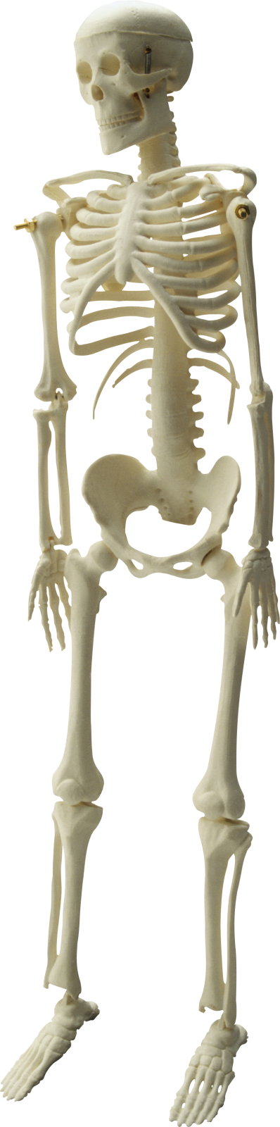 a model of a human skeleton