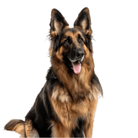 a german shepherd dog sitting on a white background