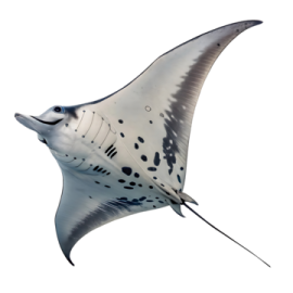 a manta ray is flying in the air