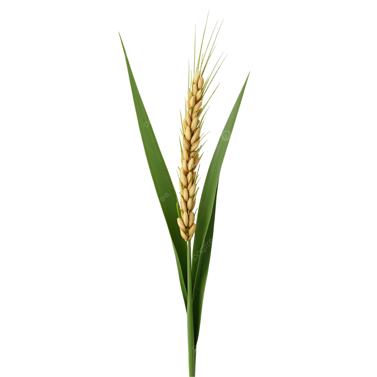 a stalk of wheat on a white background