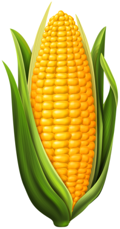a corn on a white background