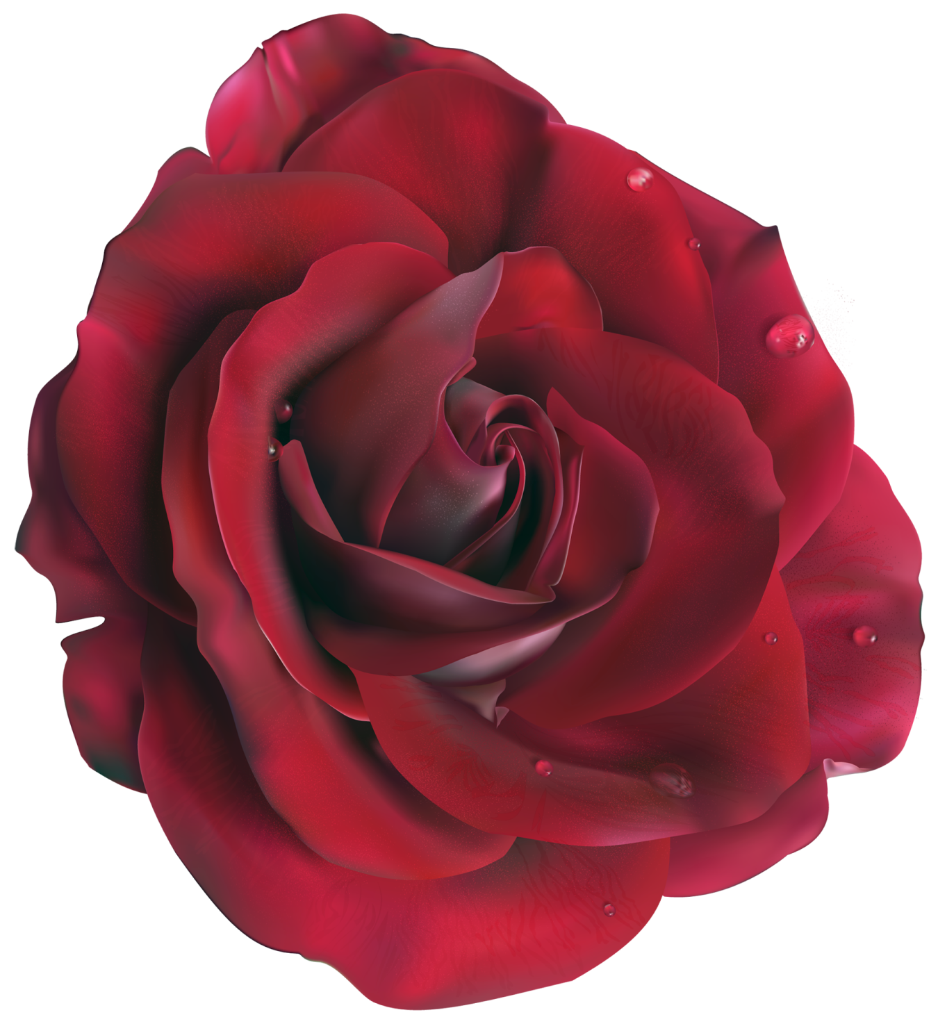 a red rose on a white background
