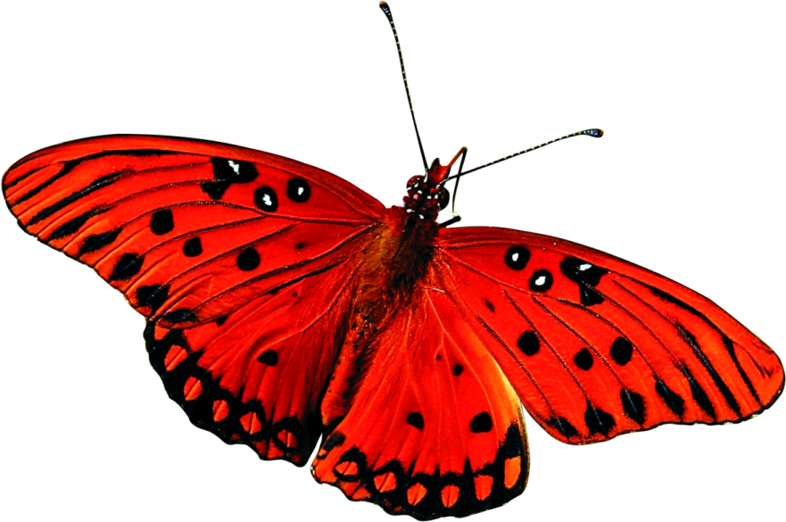 a red butterfly on a white background