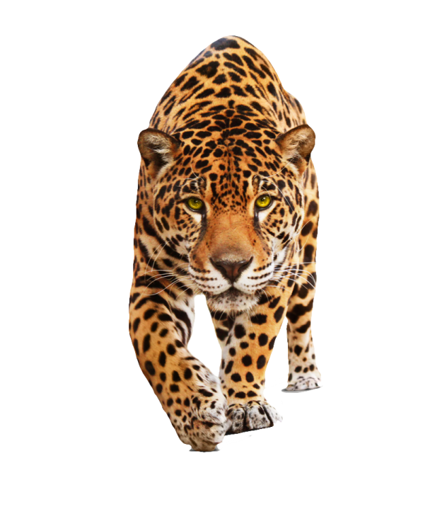 a jaguar walking across a white background