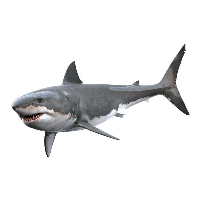 an illustration of a great white shark