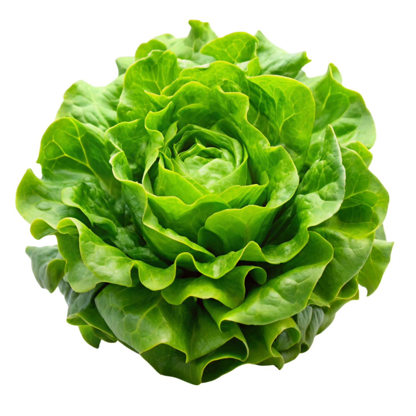 a close up of a green lete flower