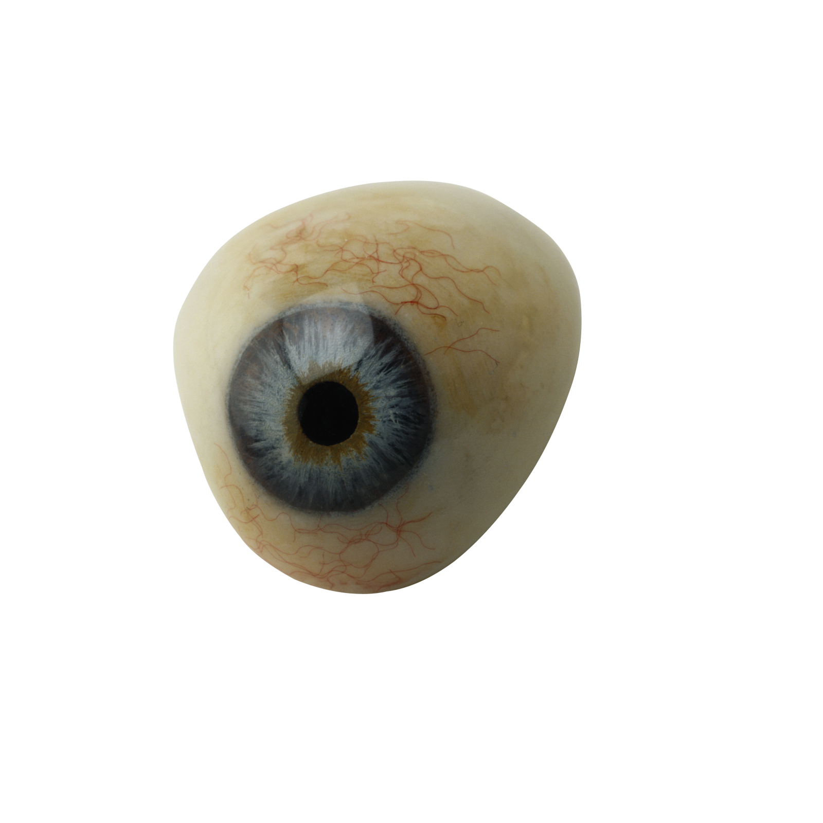a close up of an eye on a white background