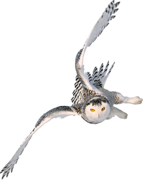 a bird flying through the air with its wings spread