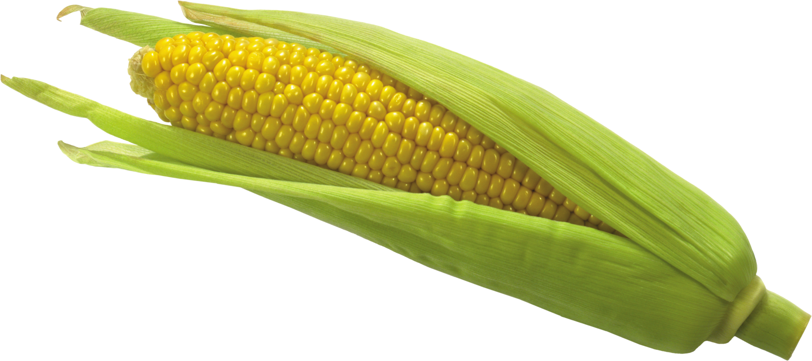 an ear of corn on a white background