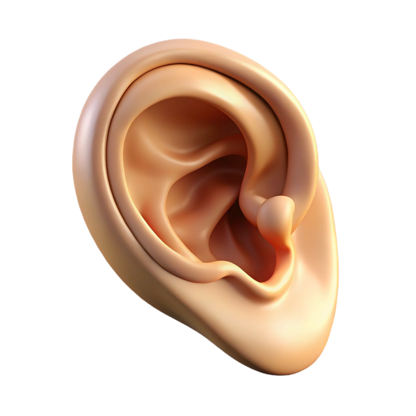 an ear with a hole in it