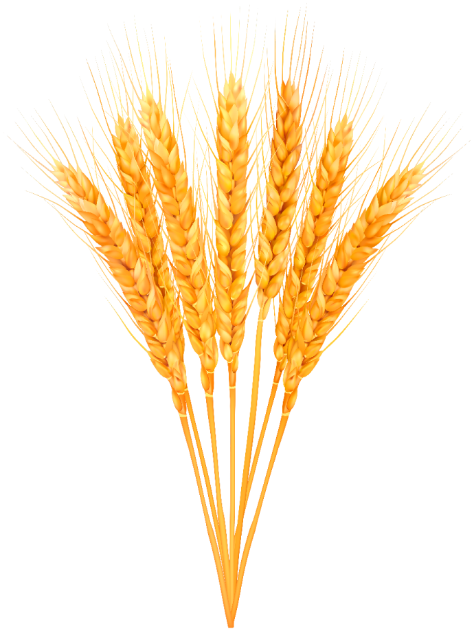 a bunch of wheat on a white background