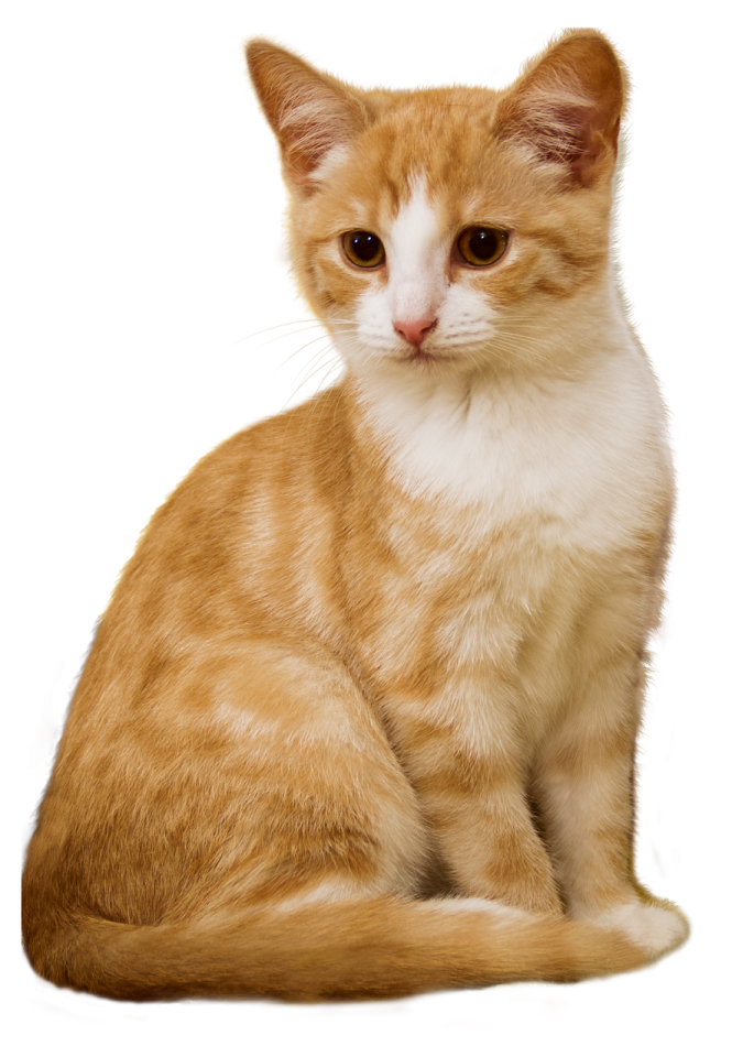 an orange and white cat sitting on a white surface