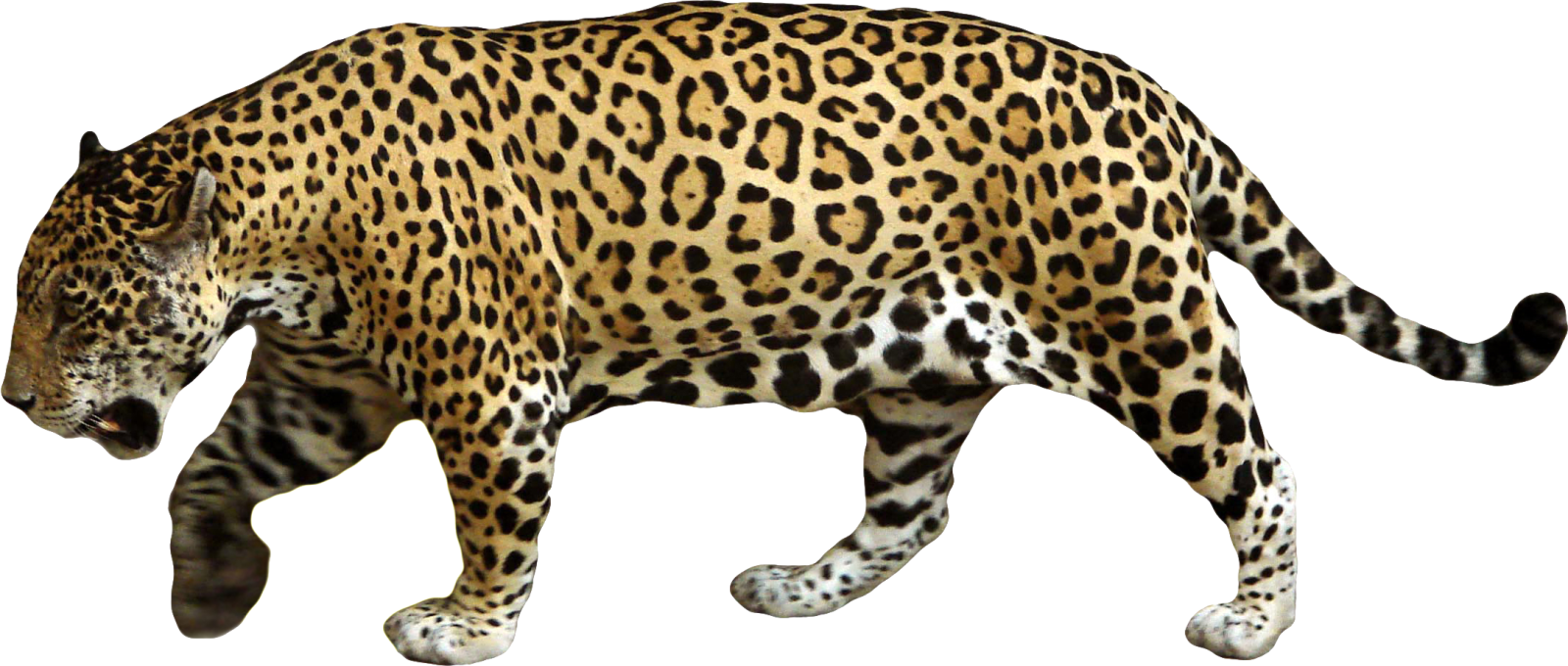 a large leopard walking across a white surface