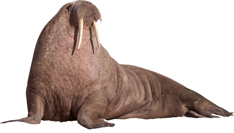 a waly seal with its mouth open