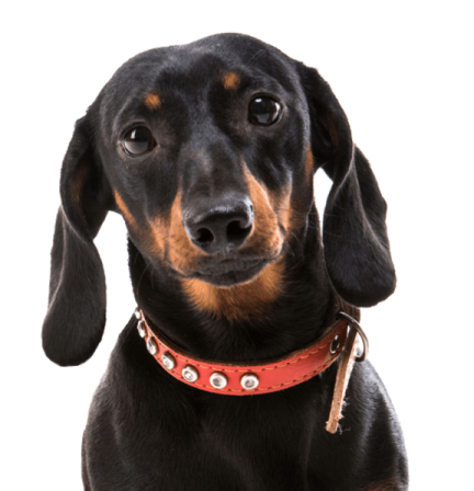 a black and brown dog with a red collar