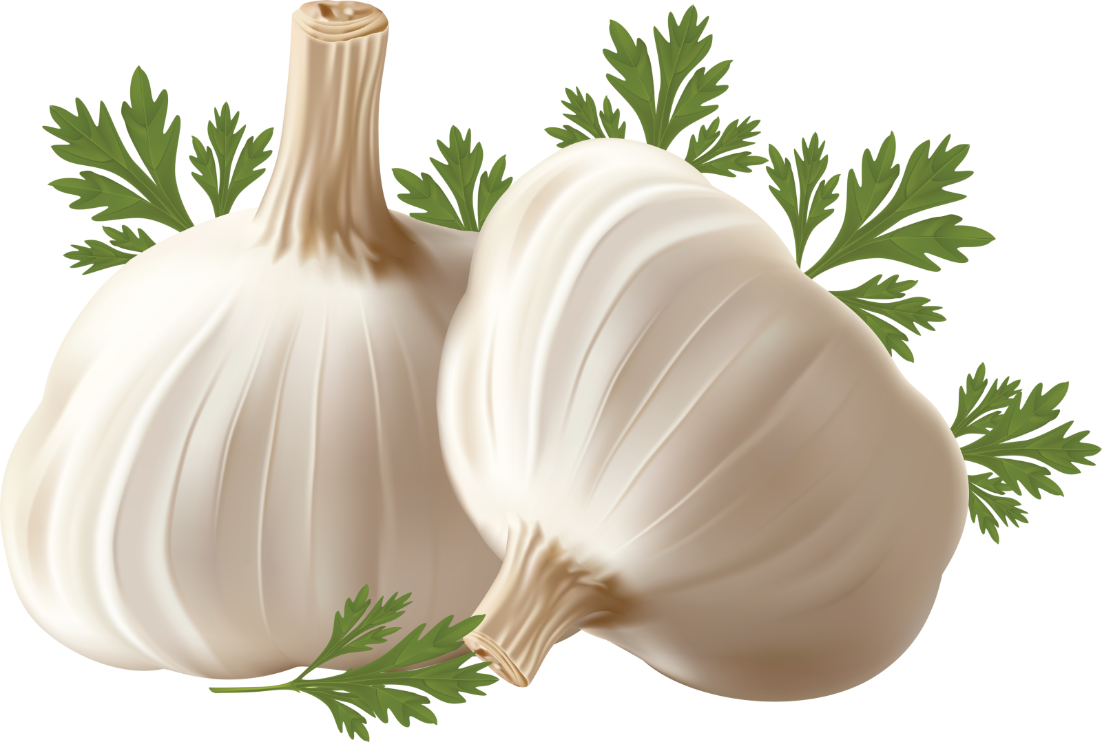 two white onions with green leaves on top