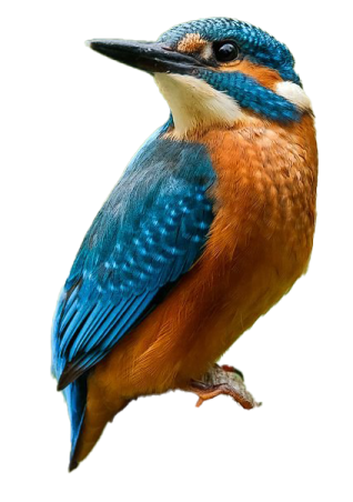 a bird sitting on top of a tree branch