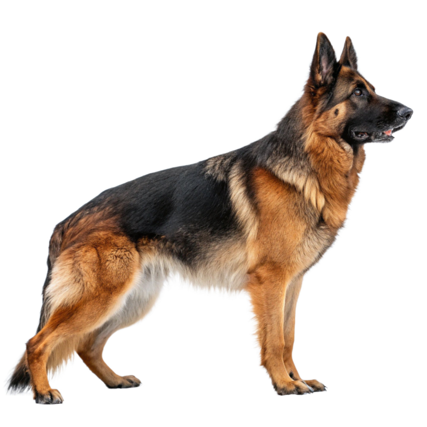 a german shepherd dog standing on a white background