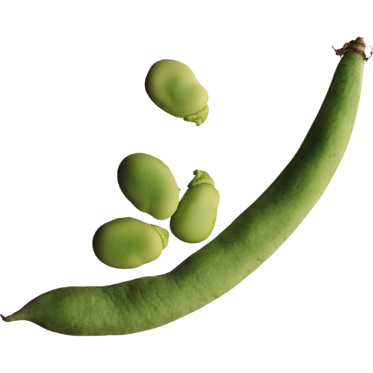 a green banana and three green bananas on a white background